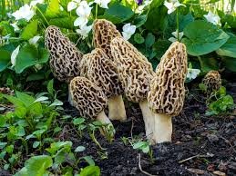 Morchella (Gucchi)